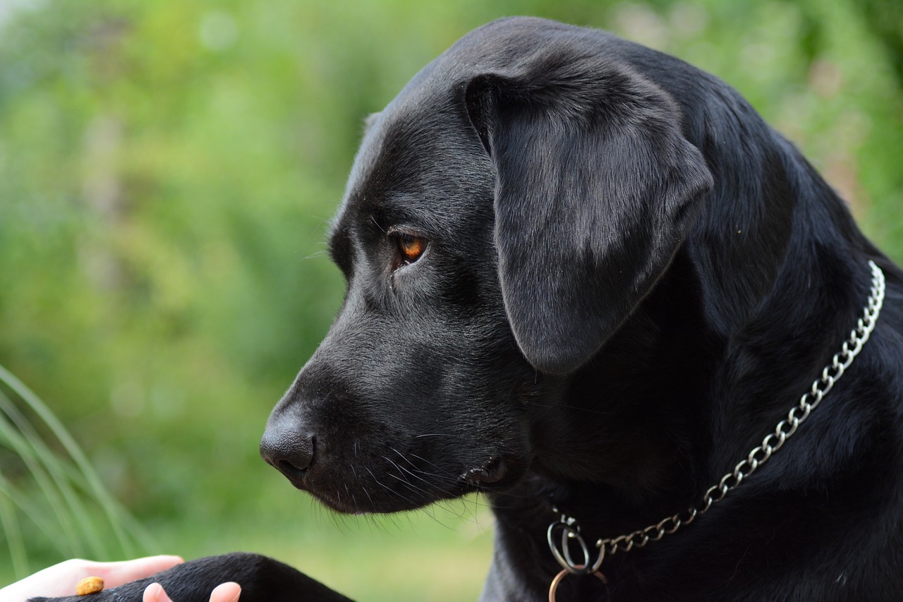 Service dog ‘Pax’ proudly demonstrates how to fearlessly step off airport moving walkway