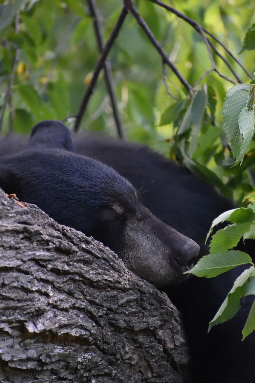 Florida wildlife officials kill 3 bears that MAY have been involved in death of elderly man and dog