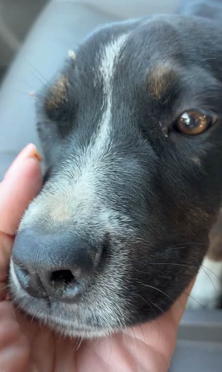 Abandoned pup had just been a throwaway hiding in alley until a stranger finally cared