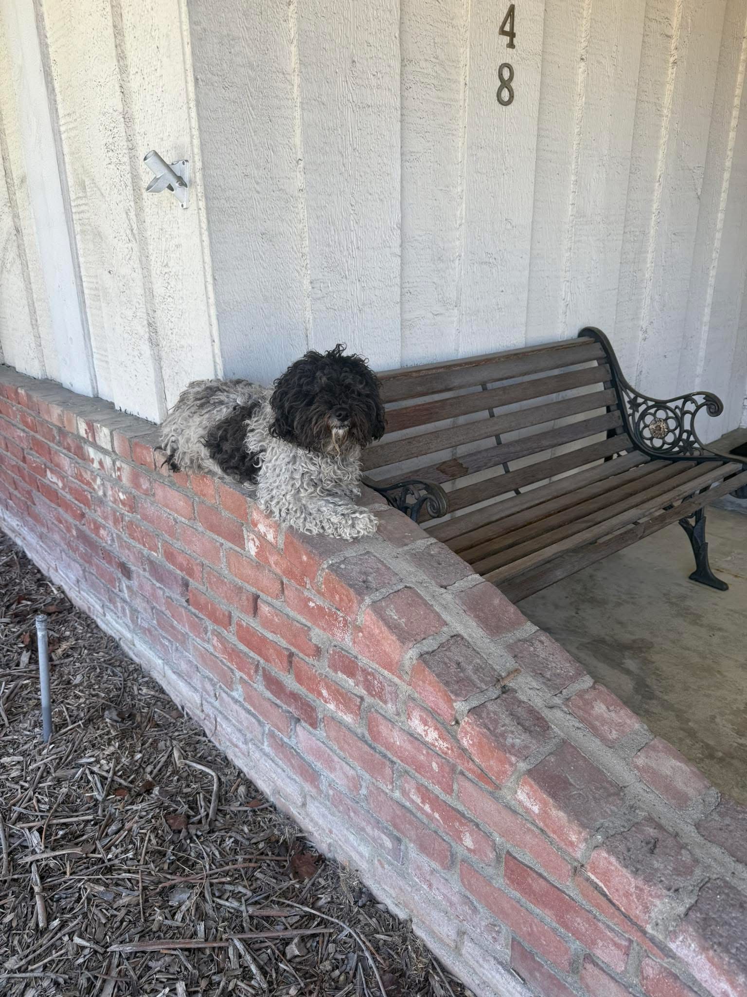 Abandoned pup sat on stranger’s porch all day long waiting for his person to return Abandoned pup sat on stranger’s porch all day long waiting for his person to return