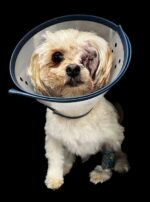 Teenage daughter arrested after kicking four pound dog because he barked