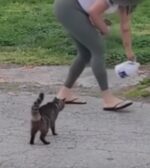 Disturbing video of woman pouring bleach in cat dishes prompts SPCA investigation Disturbing video of woman pouring bleach in cat dishes prompts SPCA investigation