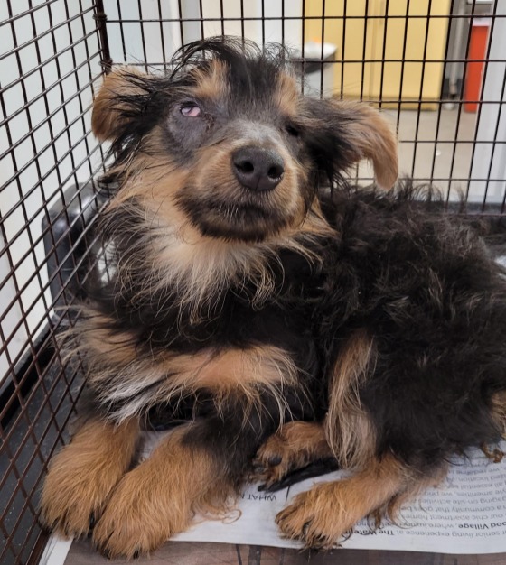 Blind 2-month-old backyard breeder puppy dumped in remote part of Los Angeles needs all of us to save him