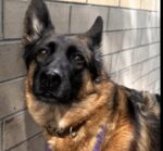 German shepherd ‘Blossom’ overwhelmed in shelter and scheduled to lose her life German shepherd ‘Blossom’ overwhelmed in shelter and scheduled to lose her life