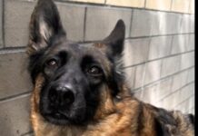 German shepherd ‘Blossom’ overwhelmed in shelter and scheduled to lose her life