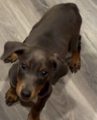 Doberman puppy snatched after owner let woman talking about dogs hold her puppy and then flee moments later Doberman puppy snatched after owner let woman talking about dogs hold her puppy and then flee moments later