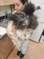 Unrecognizable dog with 4 inch deep matting his ears could not be seen receives amazing makeover