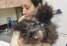 Unrecognizable dog with 4 inch deep matting his ears could not be seen receives amazing makeover