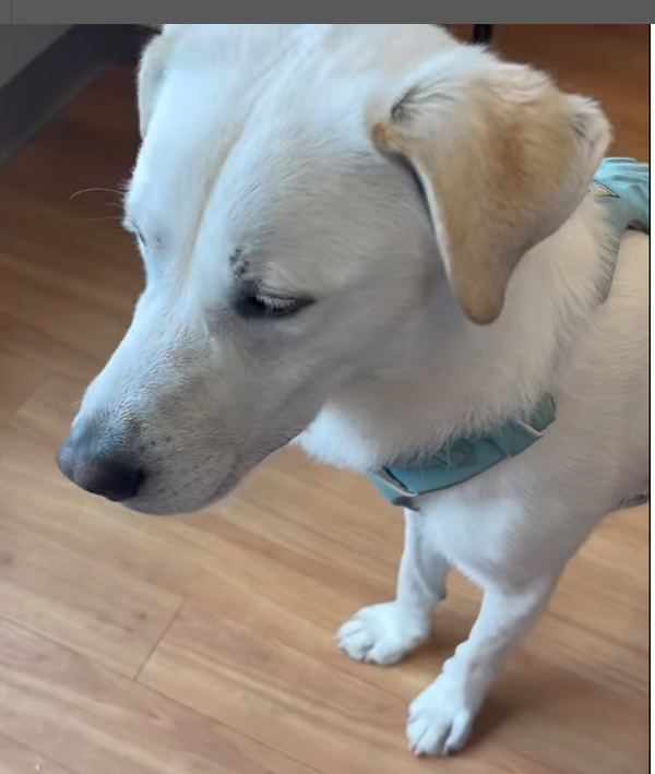 Begging for love ‘Bo’ coped with abandonment and pain, later adopted but dumped back one week later