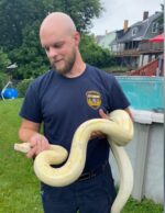 Boa constrictor discovered lounging on pool deck in Pittsburgh Boa constrictor discovered lounging on pool deck in Pittsburgh