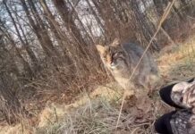 Bobcat attacks Wisconsin turkey hunter teen all caught on video