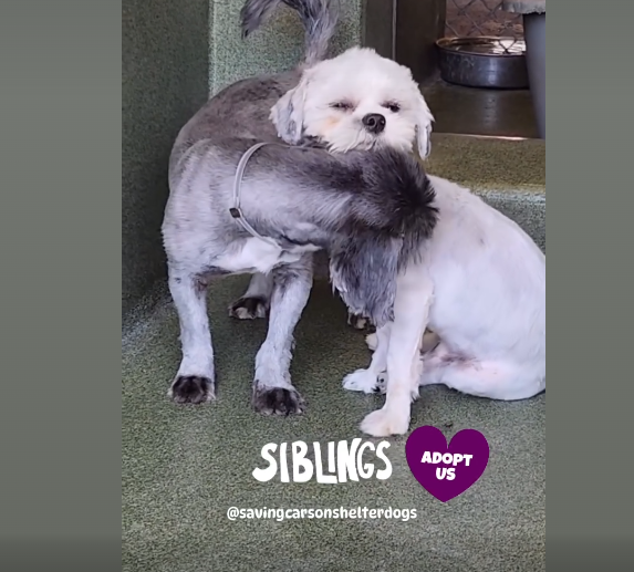 Bonded Shih Tzu siblings share special loving relationship moment at shelter in spite of chaos