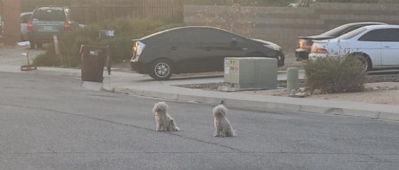 Saddest bonded brothers tossed away just days before Christmas lucky to be alive when rescuers arrived Saddest bonded brothers tossed away just days before Christmas lucky to be alive when rescuers arrived