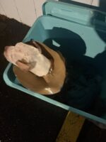 Abandoned puppy found in sealed plastic storage tote outside Kansas