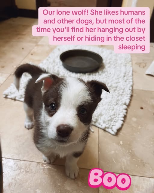Puppy returned to shelter in 24 hours by foster mom for ‘crying too much’ Puppy returned to shelter in 24 hours by foster mom for ‘crying too much’