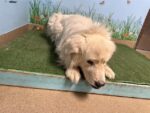 Sad older Pyrenees abandoned by family who never responded to shelter Sad older Pyrenees abandoned by family who never responded to shelter