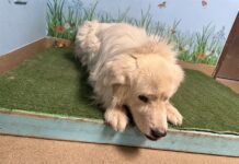 Sad older Pyrenees abandoned by family who never responded to shelter