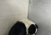 Frightened border collie melts quietly into corner of crowded shelter hoping to be rescued