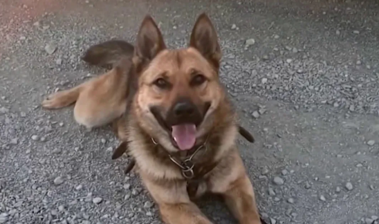 Border patrol K9 bitten by rattlesnake airlifted to emergency veterinarian
