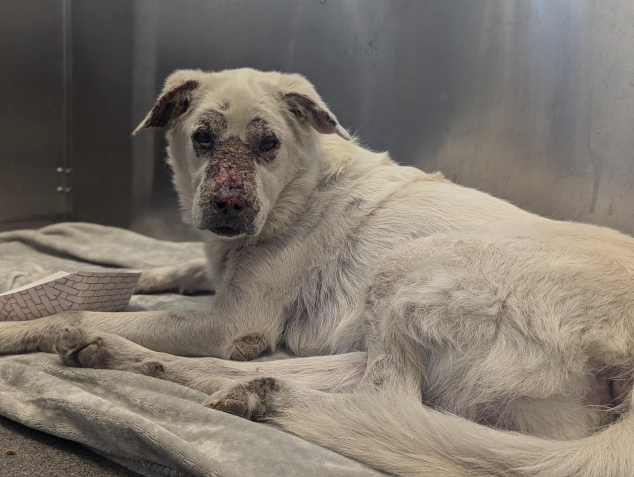 Saddest dog at Texas shelter bears scars of neglect and called ‘ugly’ holds on to hope his hero will come Saddest dog at Texas shelter bears scars of neglect and called ‘ugly’ holds on to hope his hero will come