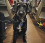 Rescue of family’s lost dog amid fatal rail accident in Spain brings tears of joy and hope