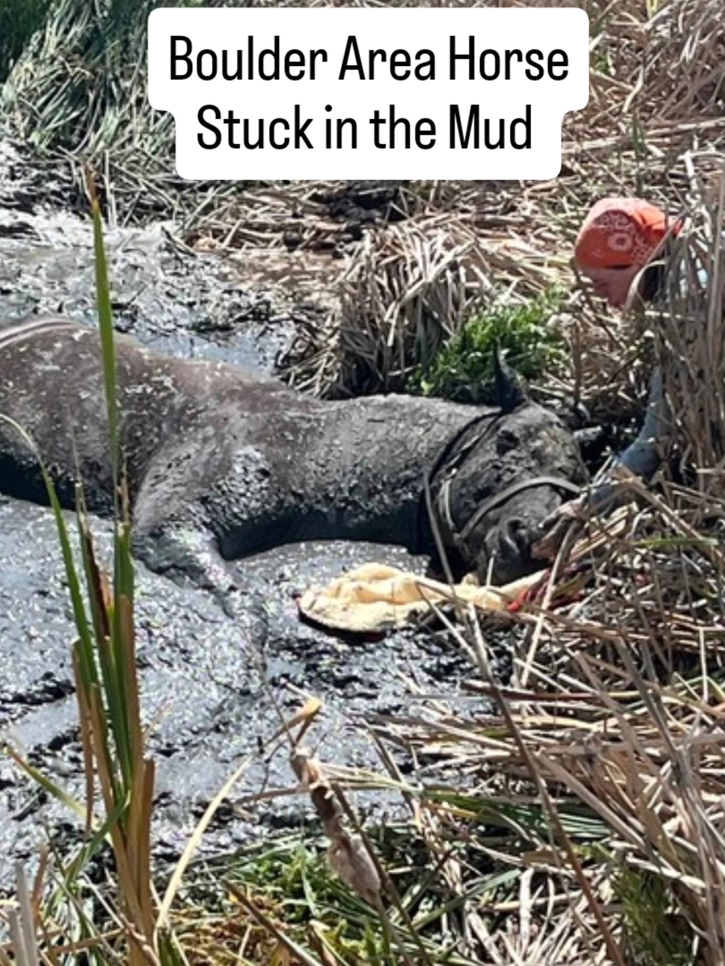 Rescuers save 26-year-old mare and owner from mud pit