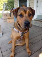 Tragic accident leaves one man in hospital and dog missing