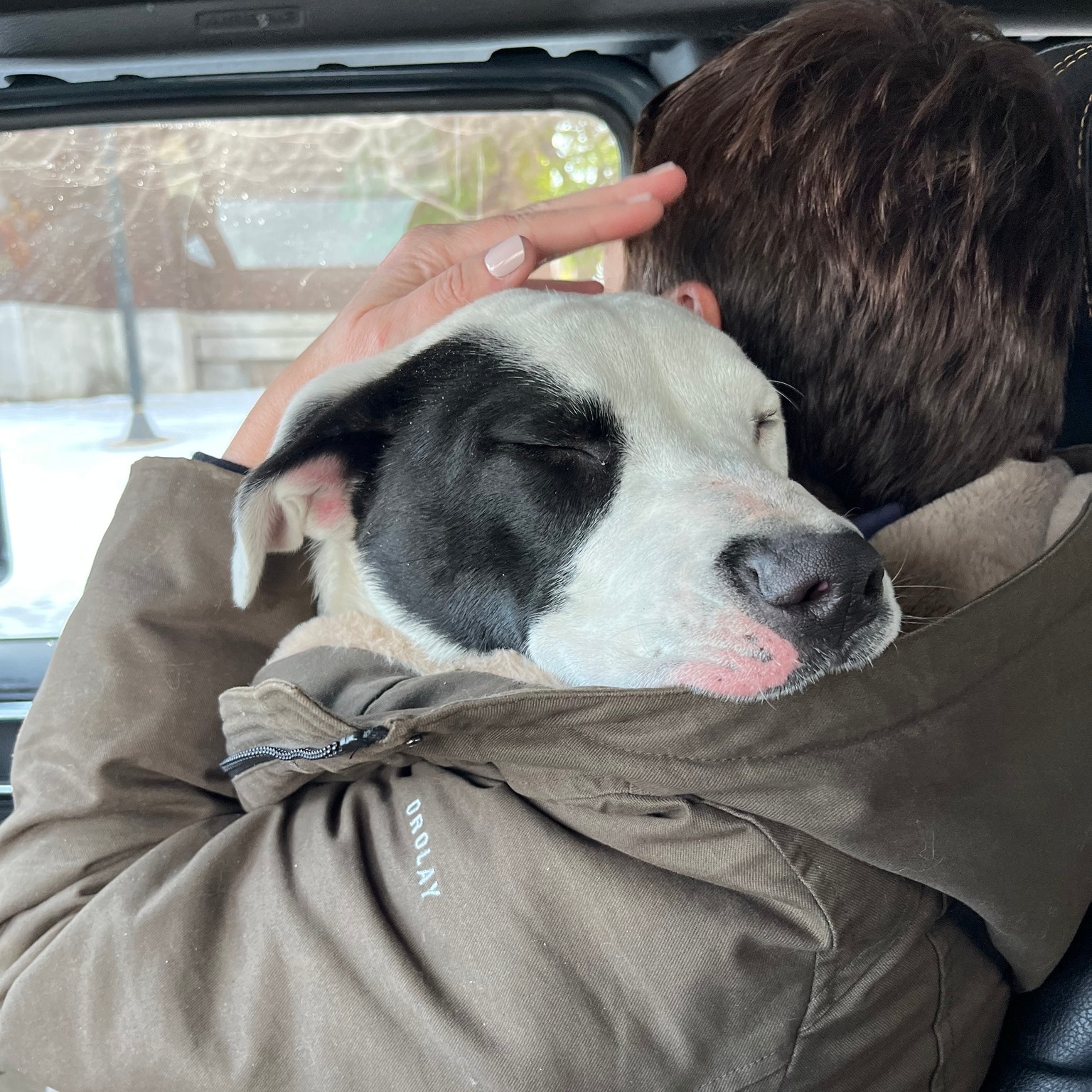 Stray dog so grateful to have been saved from cold streets of St. Louis