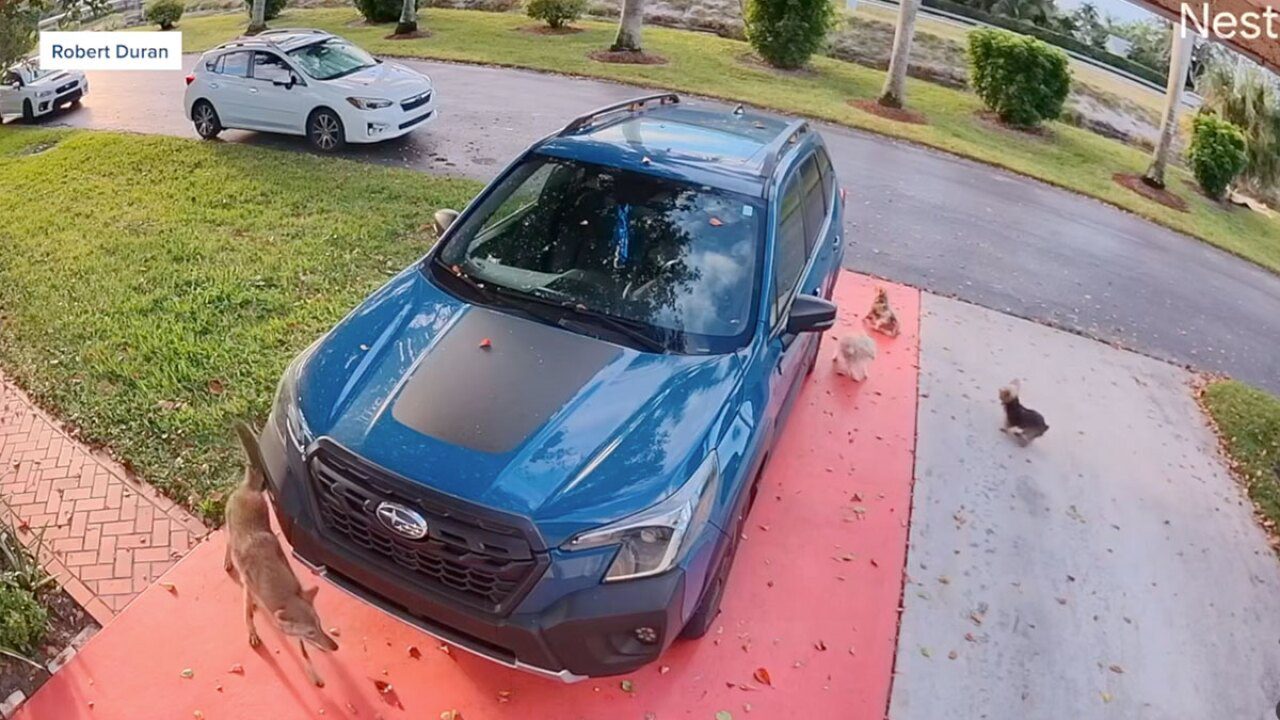 Florida neighbors spring into action and save 3 small dogs from coyote attack