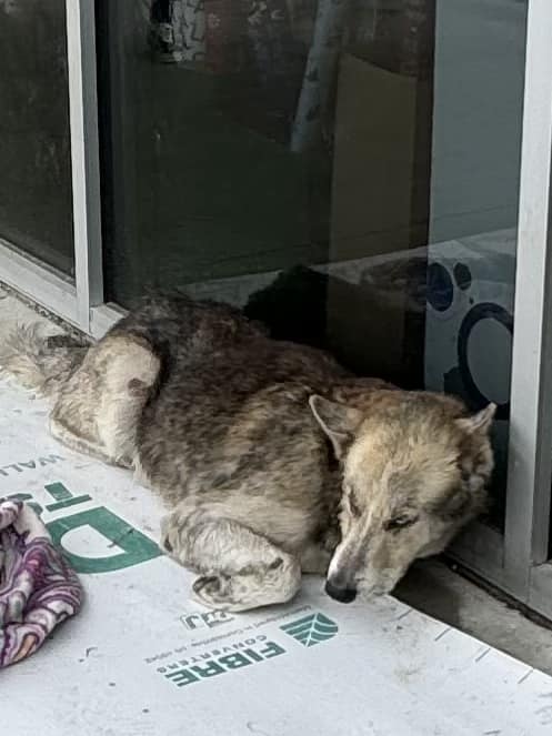 Heartbreaking but hopeful: Husky’s life on Texas streets filled with pain and despair rescued in nick of time