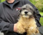 Rescued: 50 tiny dogs and puppies survived heartbreaking conditions in Broomall PA Rescued: 50 tiny dogs and puppies survived heartbreaking conditions in Broomall PA