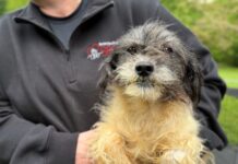 Rescued: 50 tiny dogs and puppies survived heartbreaking conditions in Broomall PA