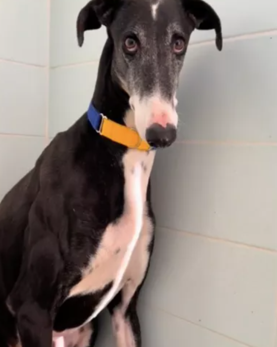 Braveheart the greyhound