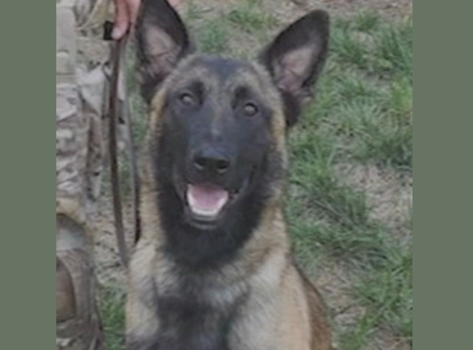Federal K9 Officer ‘Rocky’ shot by suspect accused of killing Brazoria County deputy Federal K9 Officer ‘Rocky’ shot by suspect accused of killing Brazoria County deputy