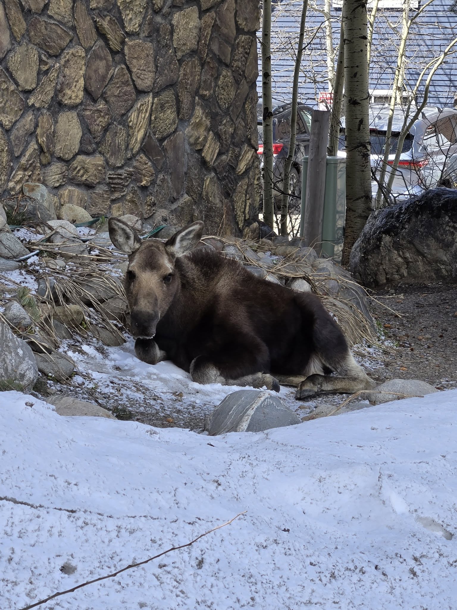 Community advised to stay clear of young moose limping in downtown Breckenridge Community advised to stay clear of young moose limping in downtown Breckenridge