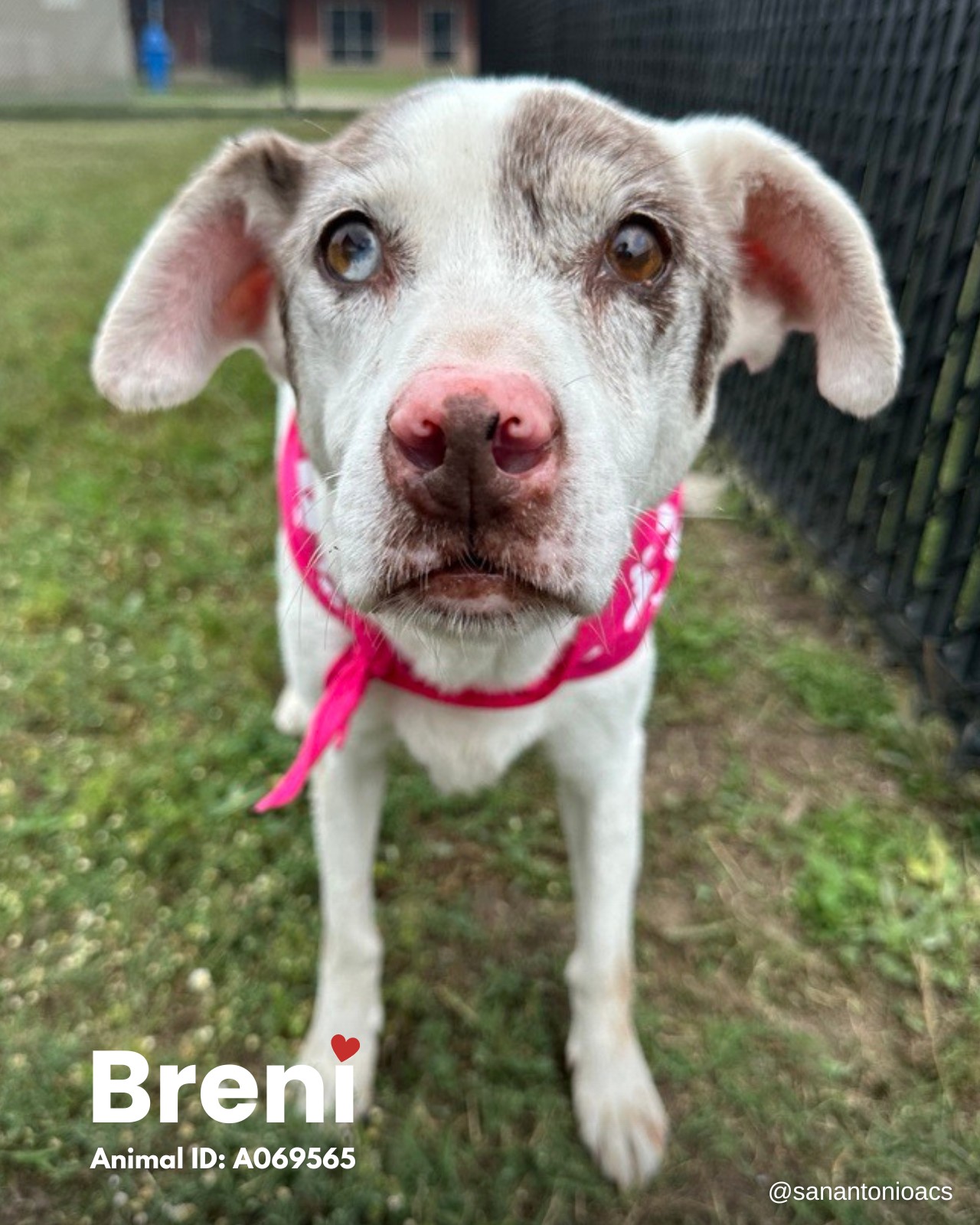 Senior dog returned back to shelter at 15 ‘just because she was old’ Senior dog returned back to shelter at 15 ‘just because she was old’