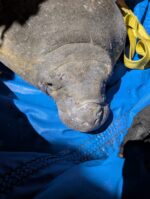 Trapped manatee rescued from Melbourne storm drain thanks to first responders