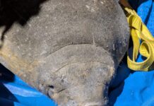 Trapped manatee rescued from Melbourne storm drain thanks to first responders