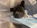 Heartbreaking: Advocates raise funds for abandoned dog’s help left tied to pole in pouring rain while in active labor