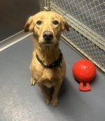 Lonely shelter pup received new toy for Christmas but longs for a home and someone to love