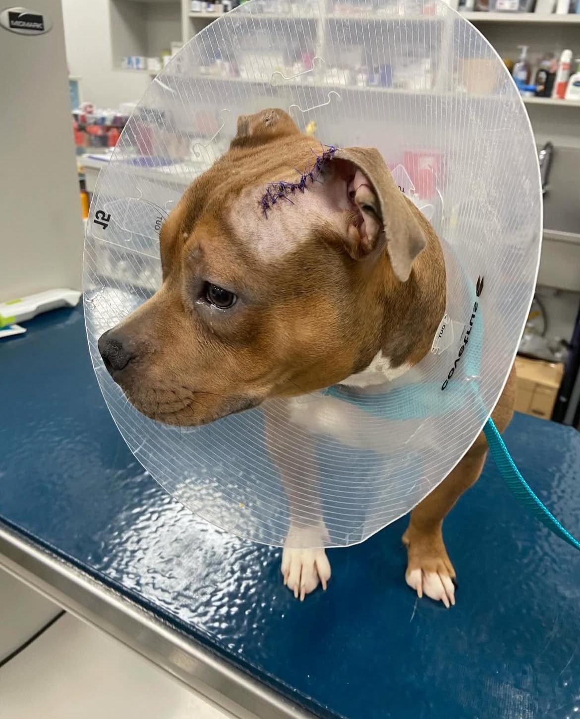 Heartwarming update: 8-month-old puppy healing after owner captured on video abusing her in Memphis parking lot