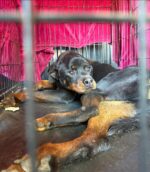 Rottweiler dumped in kennel on side of road and unable to walk now surrounded by people who care