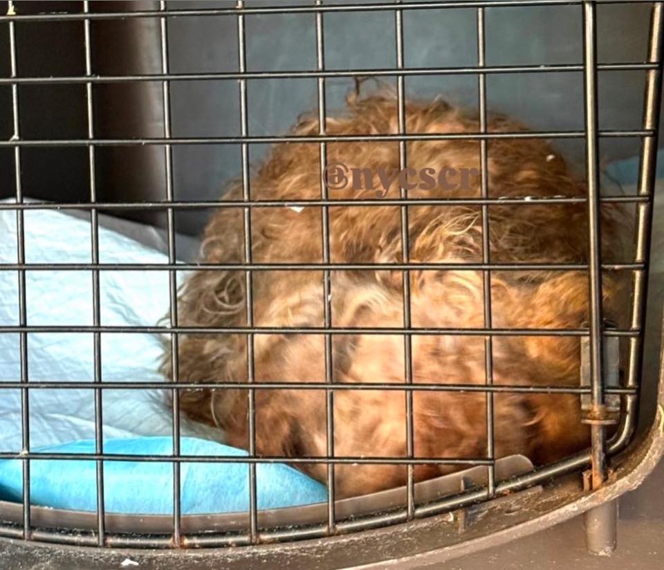 Three terrified pups abandoned in carrier on street rescued by Good Samaritan who quickly called for help