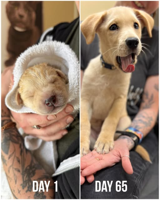 Orphaned lone surviving newborn puppy from car accident didn’t expect to survive has grown into sweetest puppy ready for a home Orphaned lone surviving newborn puppy from car accident didn’t expect to survive has grown into sweetest puppy ready for a home