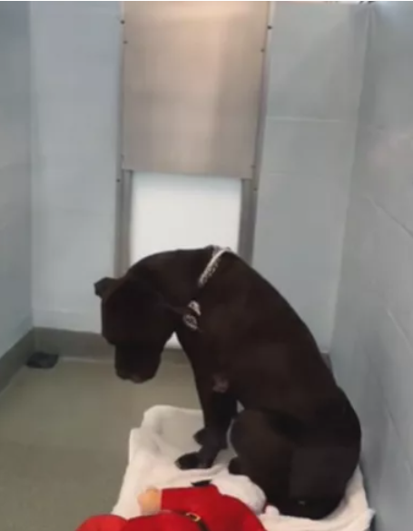 Loneliest pup abandoned by his family in middle of night begs for a new family to love him Loneliest pup abandoned by his family in middle of night begs for a new family to love him