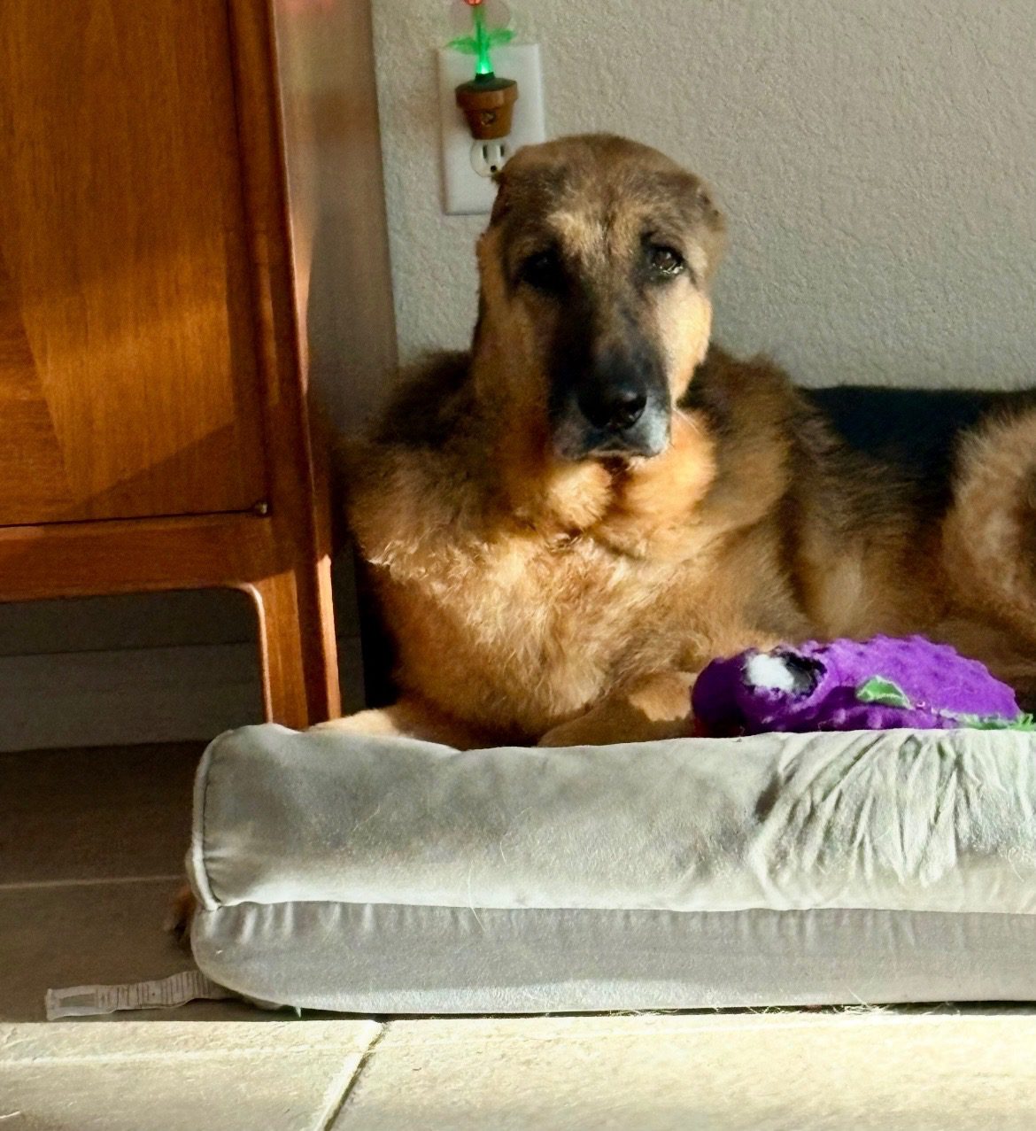 No ears, no problem for German shepherd who left his worst life behind and now ready for second chance