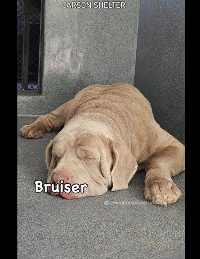 Neapolitan Mastiff lived entire life in backyard now facing unknown future at California high risk shelter