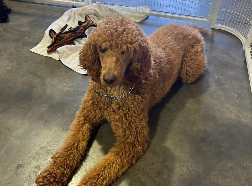 Blind disabled veteran desperately searching for missing service dog scared away by unleashed barking dogs Blind disabled veteran desperately searching for missing service dog scared away by unleashed barking dogs