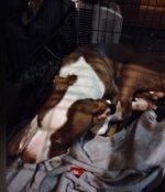 Local officials seeking public’s help identifying children purposely hurling bricks at defenseless pup Local officials seeking public’s help identifying children purposely hurling bricks at defenseless pup