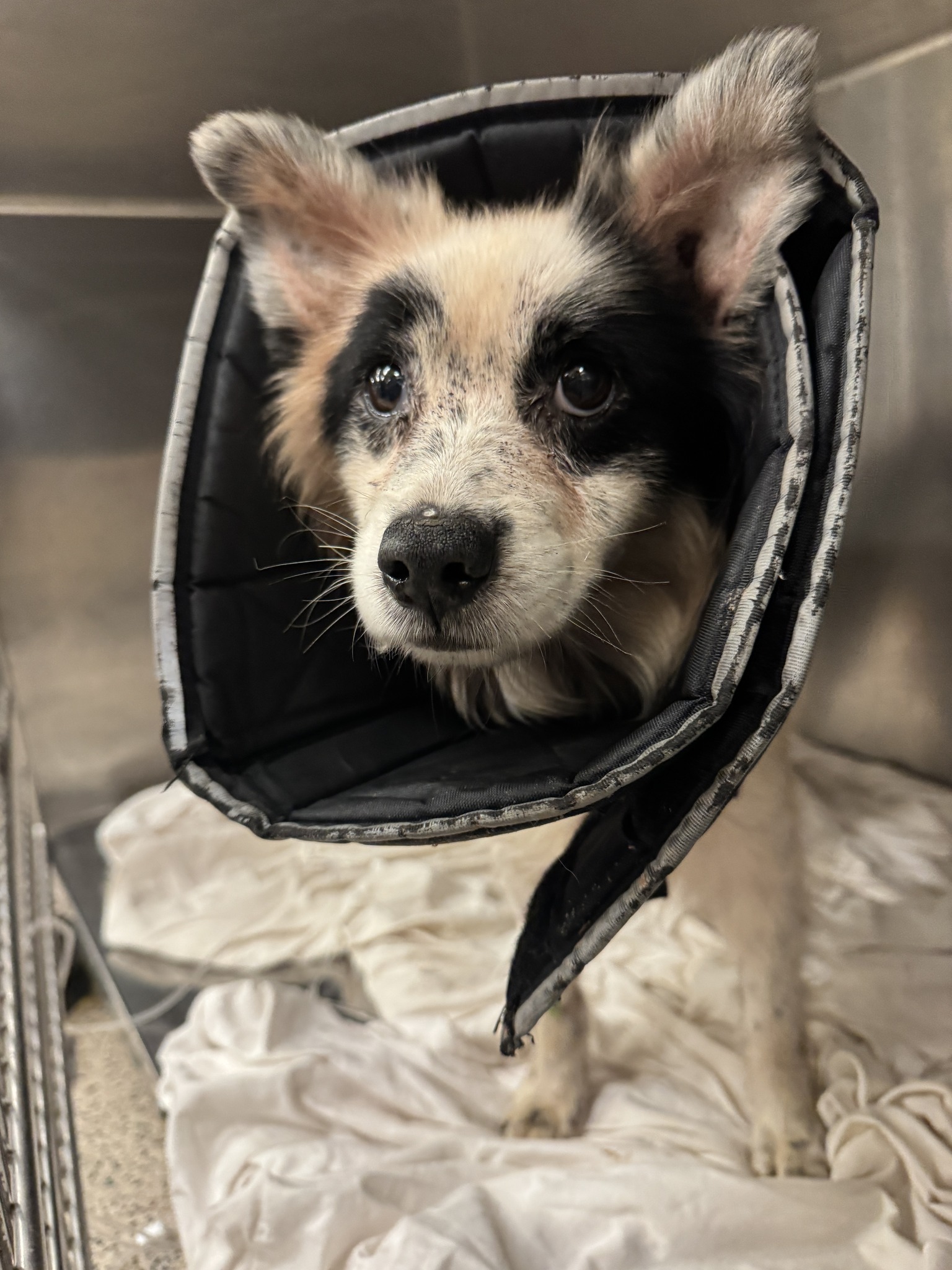 ‘Gentle soul’ Australian cattle dog ordered to be put to sleep by owners but shelter refused